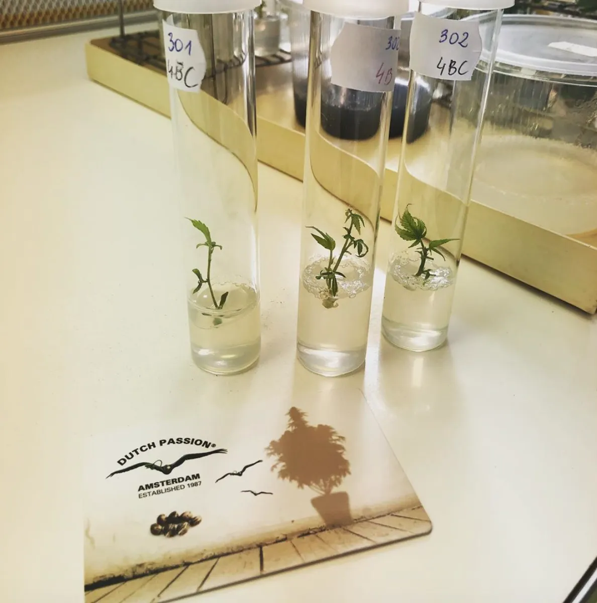 Dutch Passion cannabis genetics tissue culture research